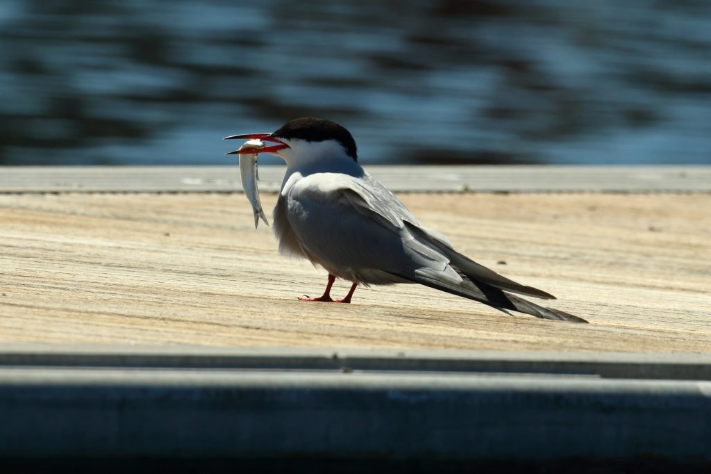 Tern Island